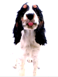 chien
